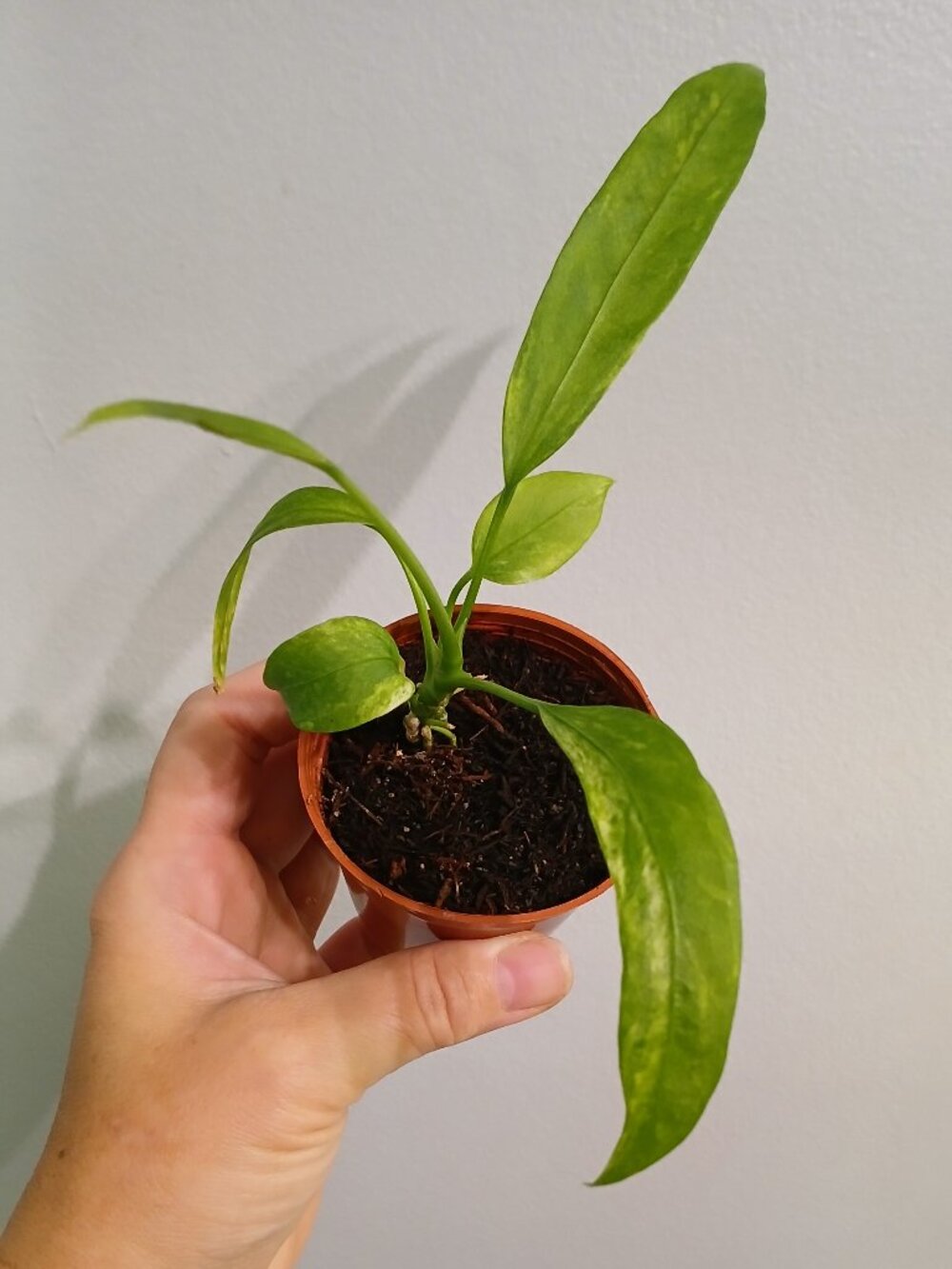 Anthurium Vittarifolium Varigated